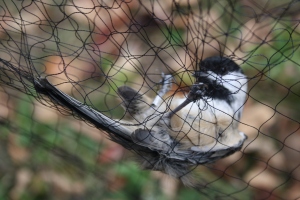 Chickadee in net